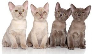 Burmese Kittens