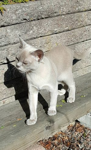 IC Swamy Di´SunT Akria Ägare Kickie Holmgren  Fotograf Diana Di