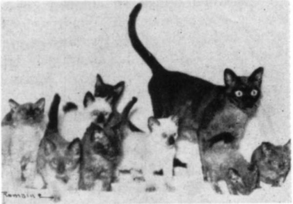 Wong Mau and kittens