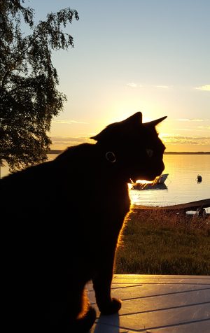 Zorro