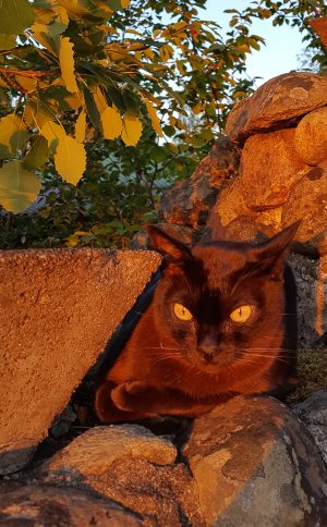Zorro
