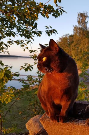 Zorro