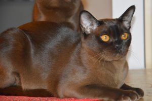 Tintomara's Dorinda. Fotograf & ägare Ilga Liljenberg