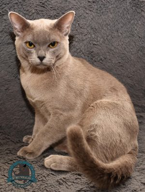 GIC Edox Eliotte de Petite Pelote, Ägare & fotograf: Biran Daugaard