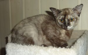 (N) Kattehula's Roxie, Ägare & fotograf: Irene Antonsen