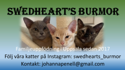 visitkort-Eggs-med-syskon